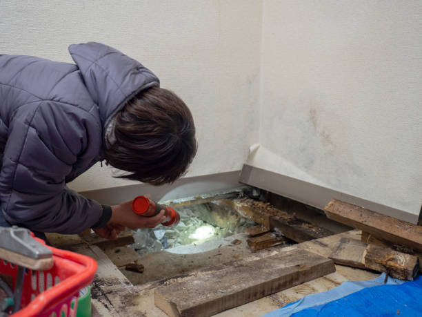 Best Dehumidification Services  in Springfield, MN