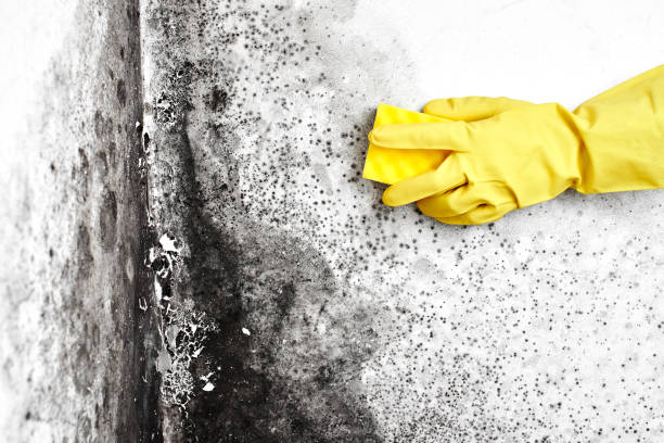Best Asbestos and Lead Testing During Mold Inspection  in Springfield, MN