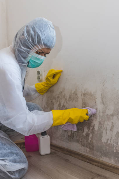 Best HVAC Mold Inspection and Cleaning  in Springfield, MN