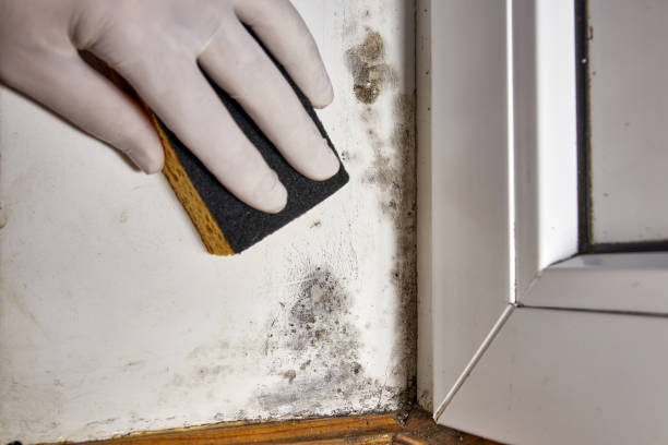 Best Mold Remediation for Rental Properties  in Springfield, MN