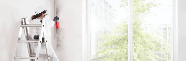 Best Water Damage & Mold Remediation  in Springfield, MN